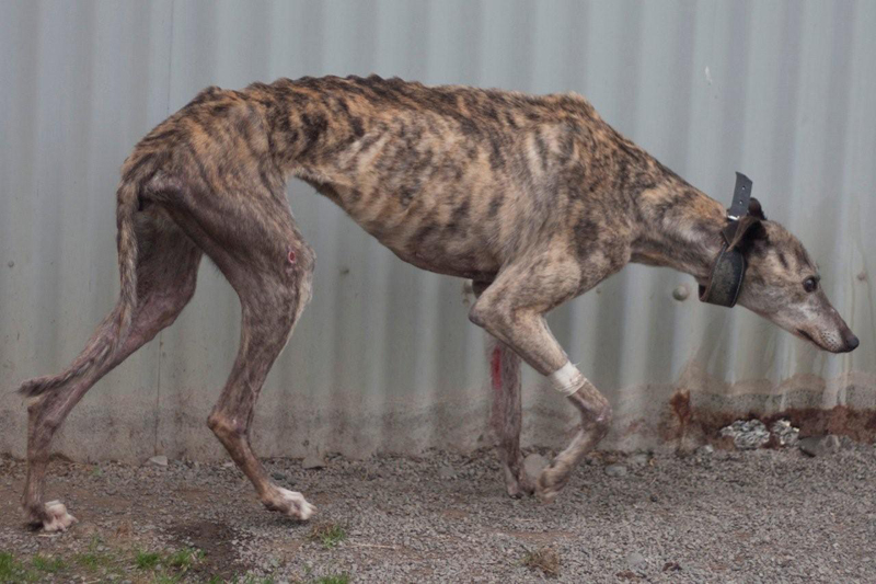 Slaughtered Greyhound